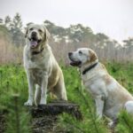 The Essential Guide to Dog Fecal Tests: Why They Matter