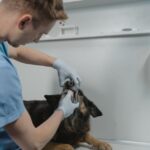 Dogs Dental Cleaning