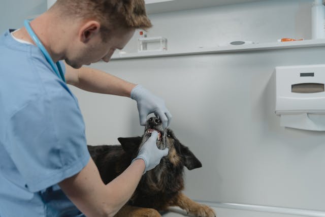 Dogs Dental Cleaning